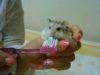 カンボジアで家族が増えました！　ジャンガリアンハムスターを飼い始めました【カンボジア生活】