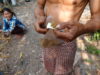 理由は昔からやっている。煙草の葉を作る農家の職業の選択、人生の選択【カンボジア生活】